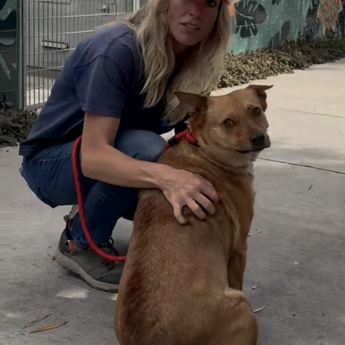 Angel, photographed at South L.A. Animal Shelter in April 2026.