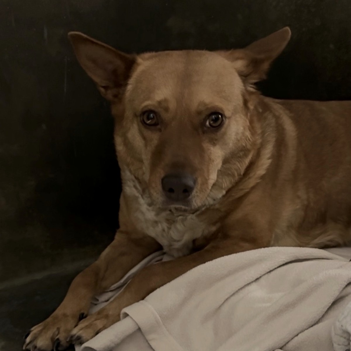 Angel, alone on a blanket in a concrete kennel at the South L.A. Animal Shelter.